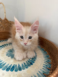 Load image into Gallery viewer, Red Silver Maine Coon Polydactyl male / Located in Ottawa area
