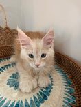 Load image into Gallery viewer, Red Silver Maine Coon Polydactyl male / Located in Ottawa area
