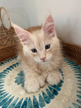 Load image into Gallery viewer, Red Silver Maine Coon Polydactyl male / Located in Ottawa area
