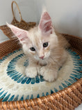 Load image into Gallery viewer, Red Silver Maine Coon Polydactyl male / Located in Ottawa area
