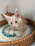 Load image into Gallery viewer, Red Silver Maine Coon Polydactyl male / Located in Ottawa area
