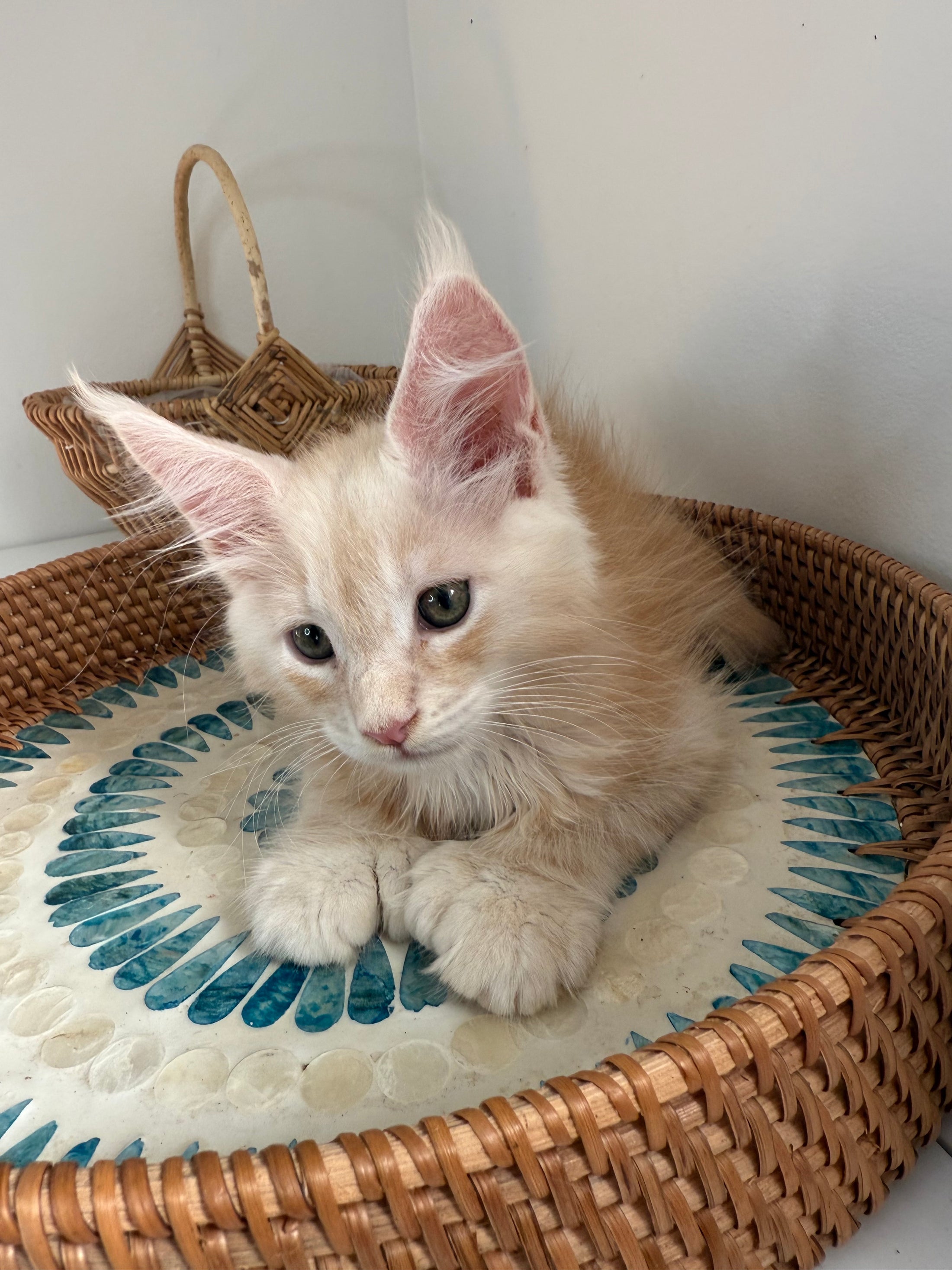 Red Silver Maine Coon Polydactyl male / Located in Ottawa area