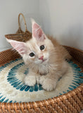 Load image into Gallery viewer, Red Silver Maine Coon Polydactyl male / Located in Ottawa area
