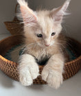 Load image into Gallery viewer, Red Silver Maine Coon Polydactyl male / Located in Ottawa area
