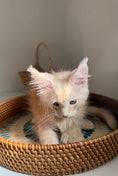 Load image into Gallery viewer, Red Silver Maine Coon Polydactyl male / Located in Ottawa area
