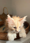 Load image into Gallery viewer, Red Silver Maine Coon Polydactyl male / Located in Ottawa area
