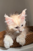 Load image into Gallery viewer, Red Silver Maine Coon Polydactyl male / Located in Ottawa area
