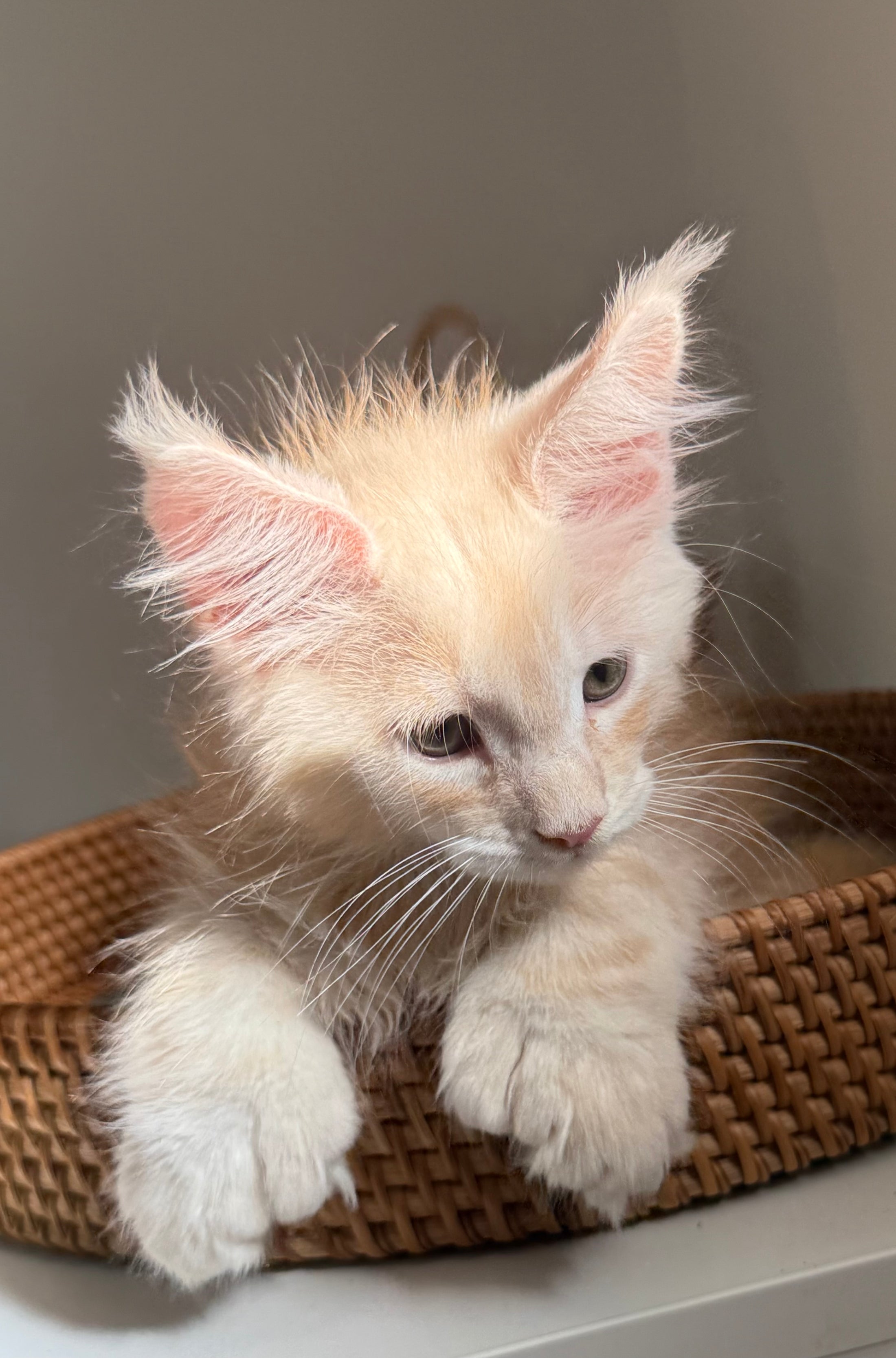 Red Silver Maine Coon Polydactyl male / Located in Ottawa area