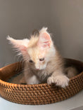 Load image into Gallery viewer, Red Silver Maine Coon Polydactyl male / Located in Ottawa area
