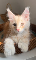 Load image into Gallery viewer, Red Silver Maine Coon Polydactyl male / Located in Ottawa area
