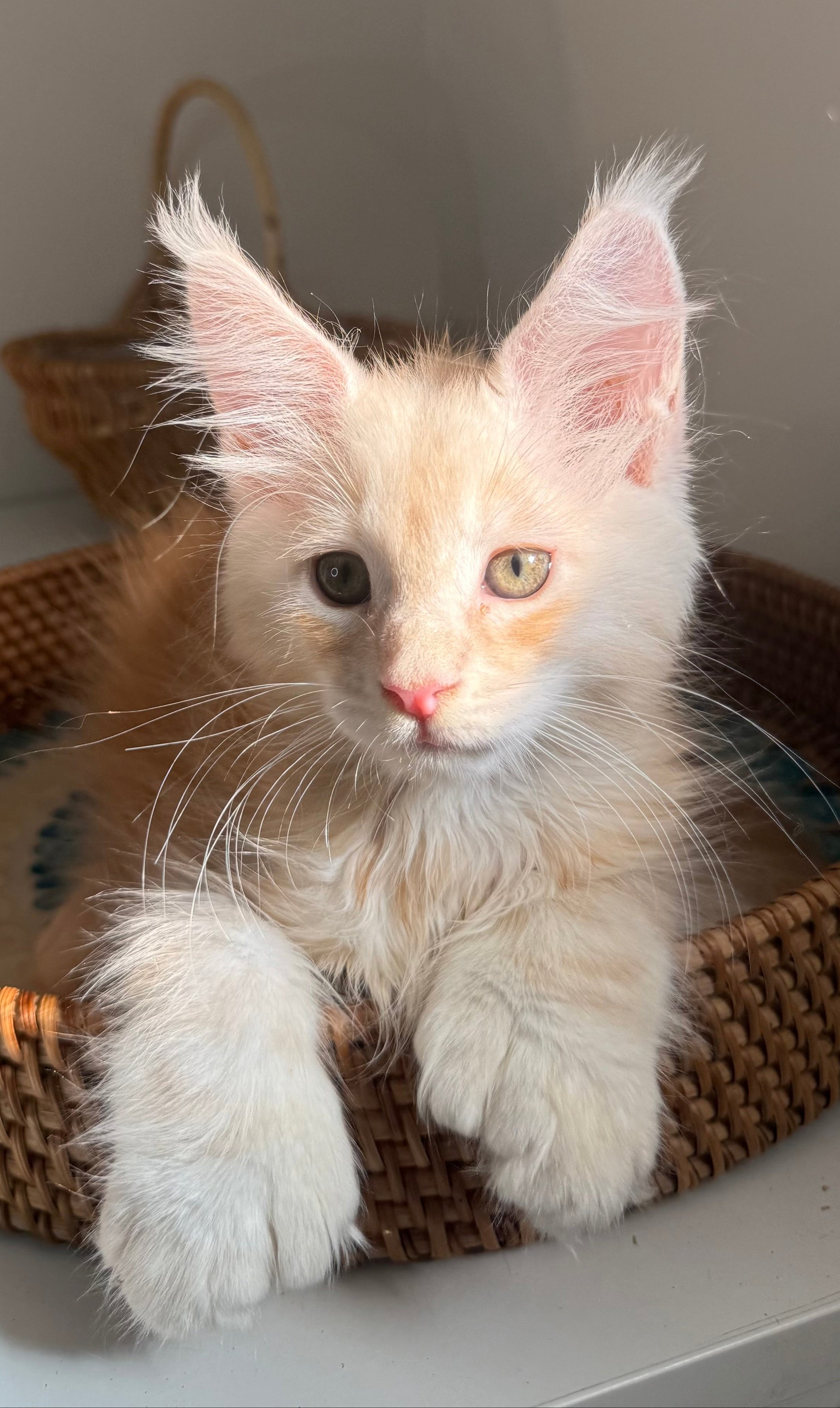 Red Silver Maine Coon Polydactyl male / Located in Ottawa area