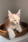Load image into Gallery viewer, Red Silver Maine Coon Polydactyl male / Located in Ottawa area
