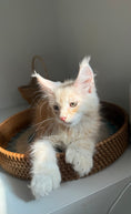 Load image into Gallery viewer, Red Silver Maine Coon Polydactyl male / Located in Ottawa area
