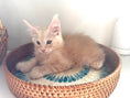 Load image into Gallery viewer, Red Silver Maine Coon Polydactyl male / Located in Ottawa area

