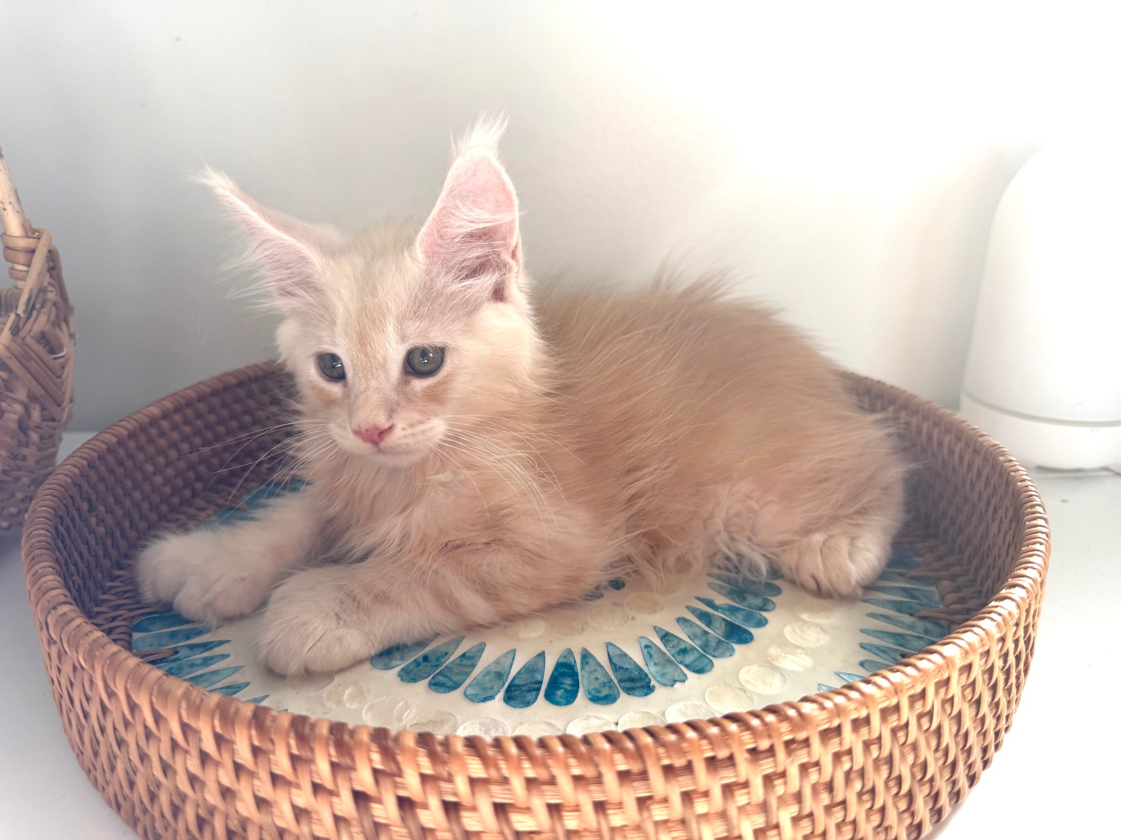 Red Silver Maine Coon Polydactyl male / Located in Ottawa area