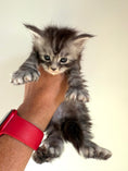 Load image into Gallery viewer, Black Silver Maine Coon Polydactyl male - located in Ottawa area
