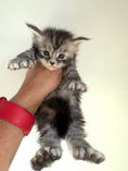 Load image into Gallery viewer, Black Silver Maine Coon Polydactyl male - located in Ottawa area
