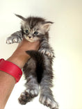Load image into Gallery viewer, Black Silver Maine Coon Polydactyl male - located in Ottawa area

