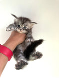 Load image into Gallery viewer, Black Silver Maine Coon Polydactyl male - located in Ottawa area
