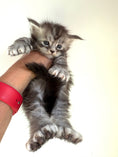 Load image into Gallery viewer, Black Silver Maine Coon Polydactyl male - located in Ottawa area
