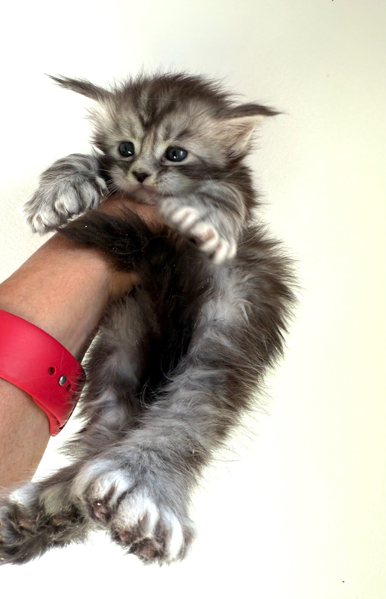 Black Silver Maine Coon Polydactyl male - located in Ottawa area