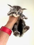 Load image into Gallery viewer, Black Silver Maine Coon Polydactyl male - located in Ottawa area
