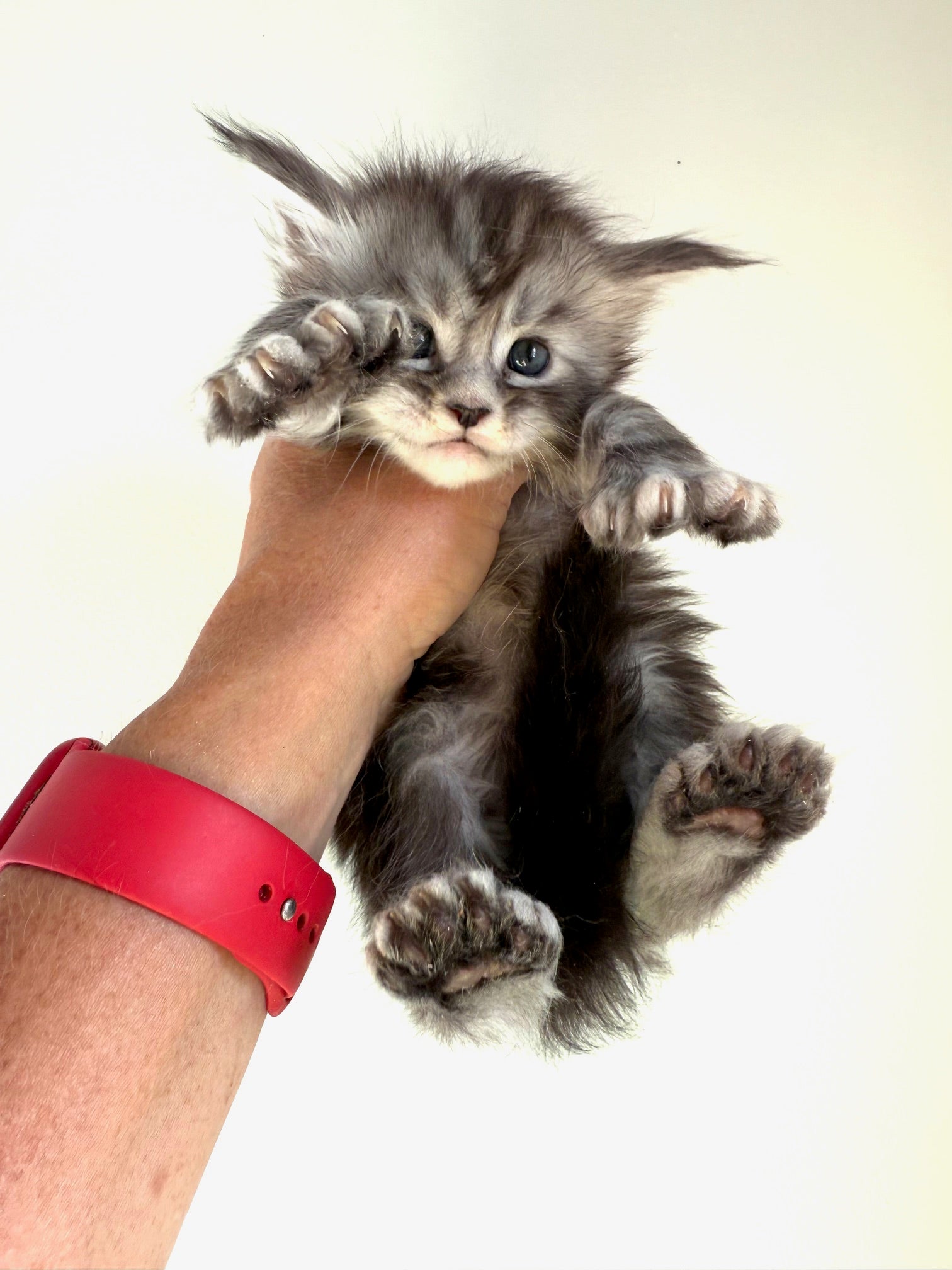 Black Silver Maine Coon Polydactyl male - located in Ottawa area