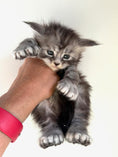 Load image into Gallery viewer, Black Silver Maine Coon Polydactyl male - located in Ottawa area

