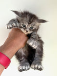 Load image into Gallery viewer, Black Silver Maine Coon Polydactyl male - located in Ottawa area
