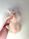 Load image into Gallery viewer, Red Silver Maine Coon Polydactyl male - located in Ottawa area
