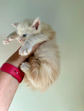 Load image into Gallery viewer, Red Silver Maine Coon Polydactyl male - located in Ottawa area
