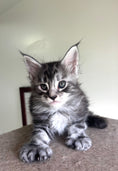 Load image into Gallery viewer, Black Silver Maine Coon Polydactyl male - located in Ottawa area Barrhaven
