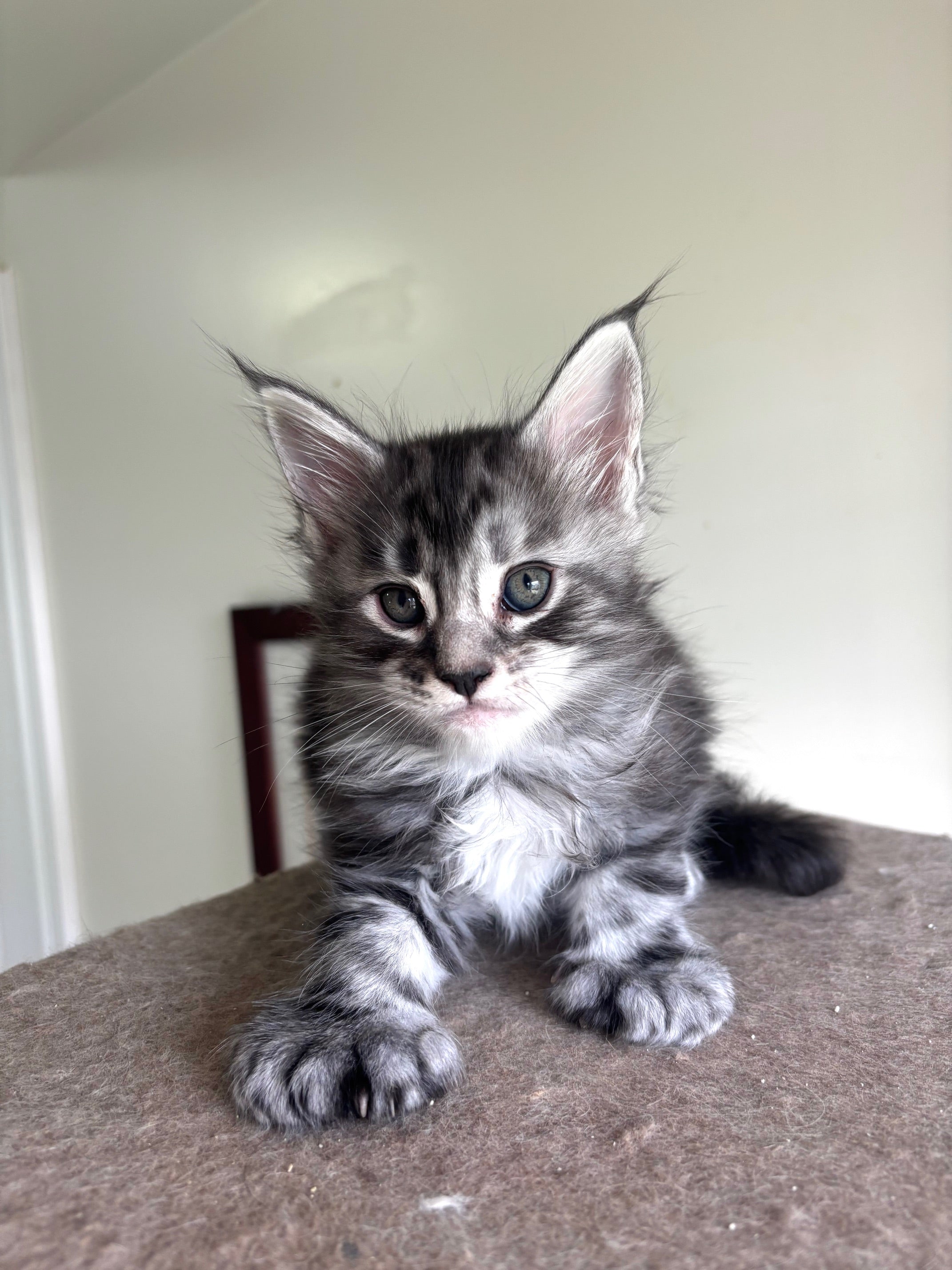 Black Silver Maine Coon Polydactyl male - located in Ottawa area Barrhaven