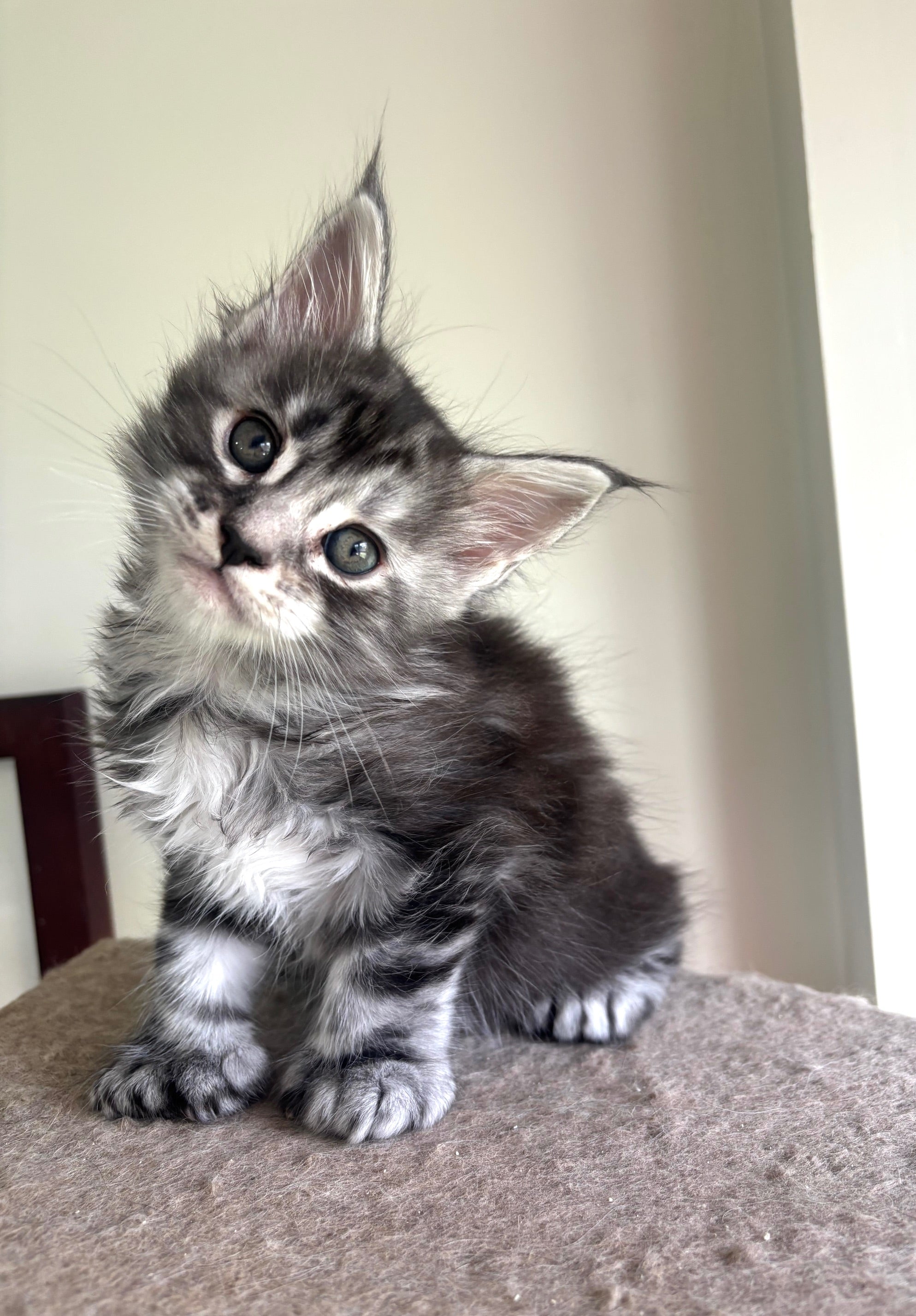 Black Silver Maine Coon Polydactyl male - located in Ottawa area Barrhaven