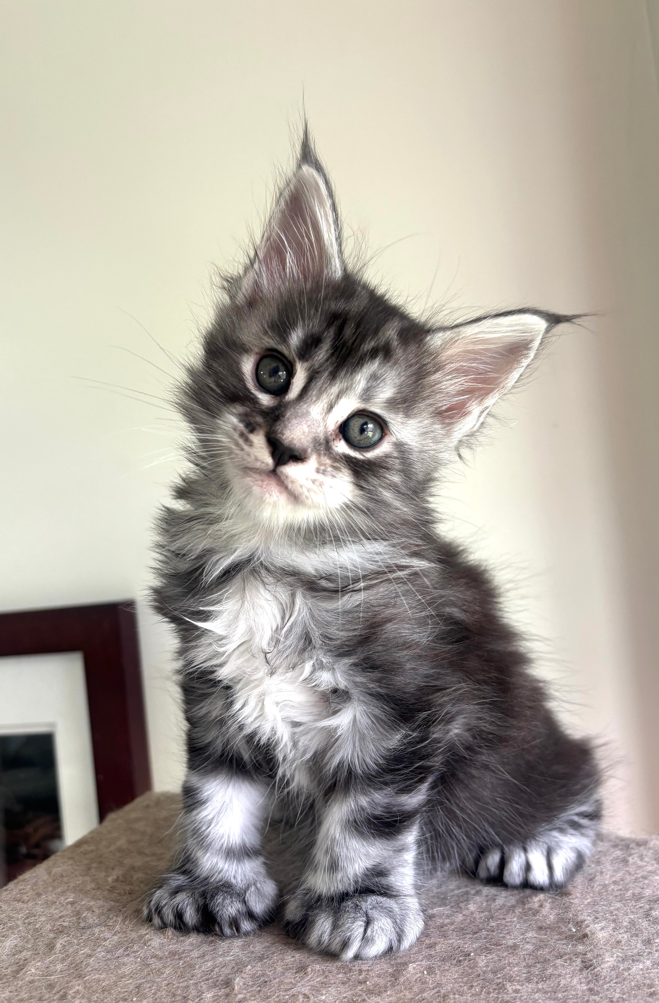 Black Silver Maine Coon Polydactyl male - located in Ottawa area Barrhaven