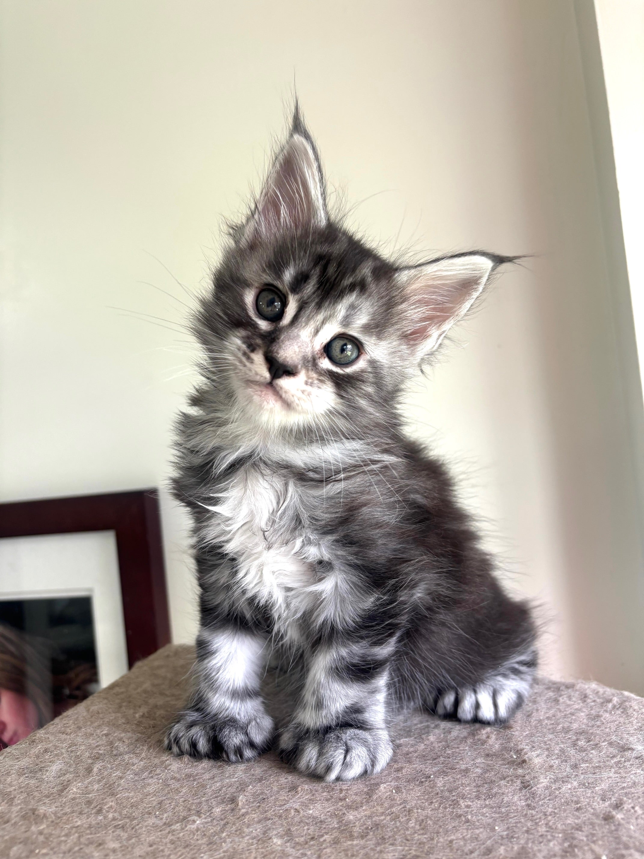Black Silver Maine Coon Polydactyl male - located in Ottawa area Barrhaven