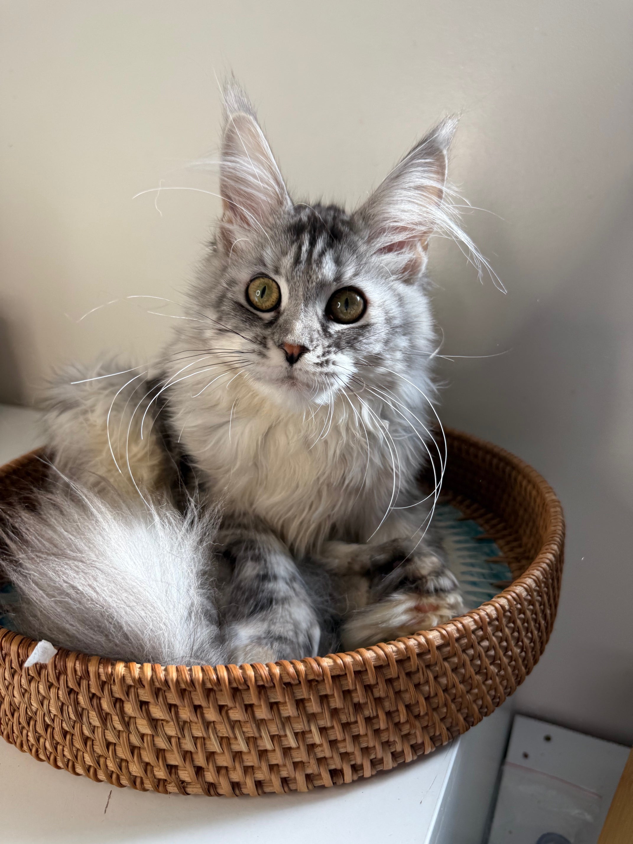 Black Silver Maine Coon Polydactyl female / Located in Ottawa area
