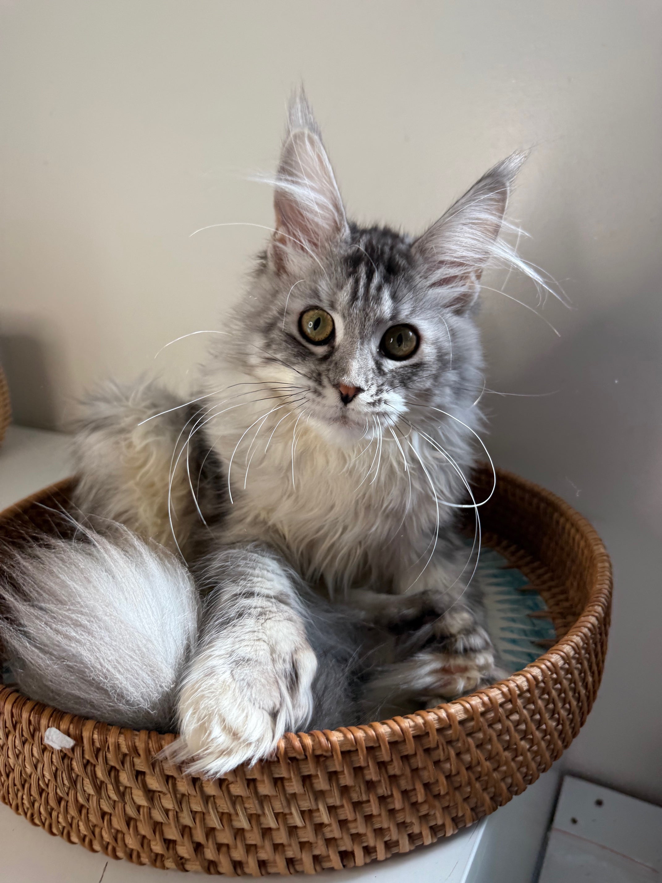 Black Silver Maine Coon Polydactyl female / Located in Ottawa area