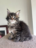 Load image into Gallery viewer, Black Marble Maine Coon female/ Located in Ottawa area Barrhven
