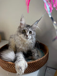 Load image into Gallery viewer, Black Silver Maine Coon Polydactyl female / Located in Ottawa area
