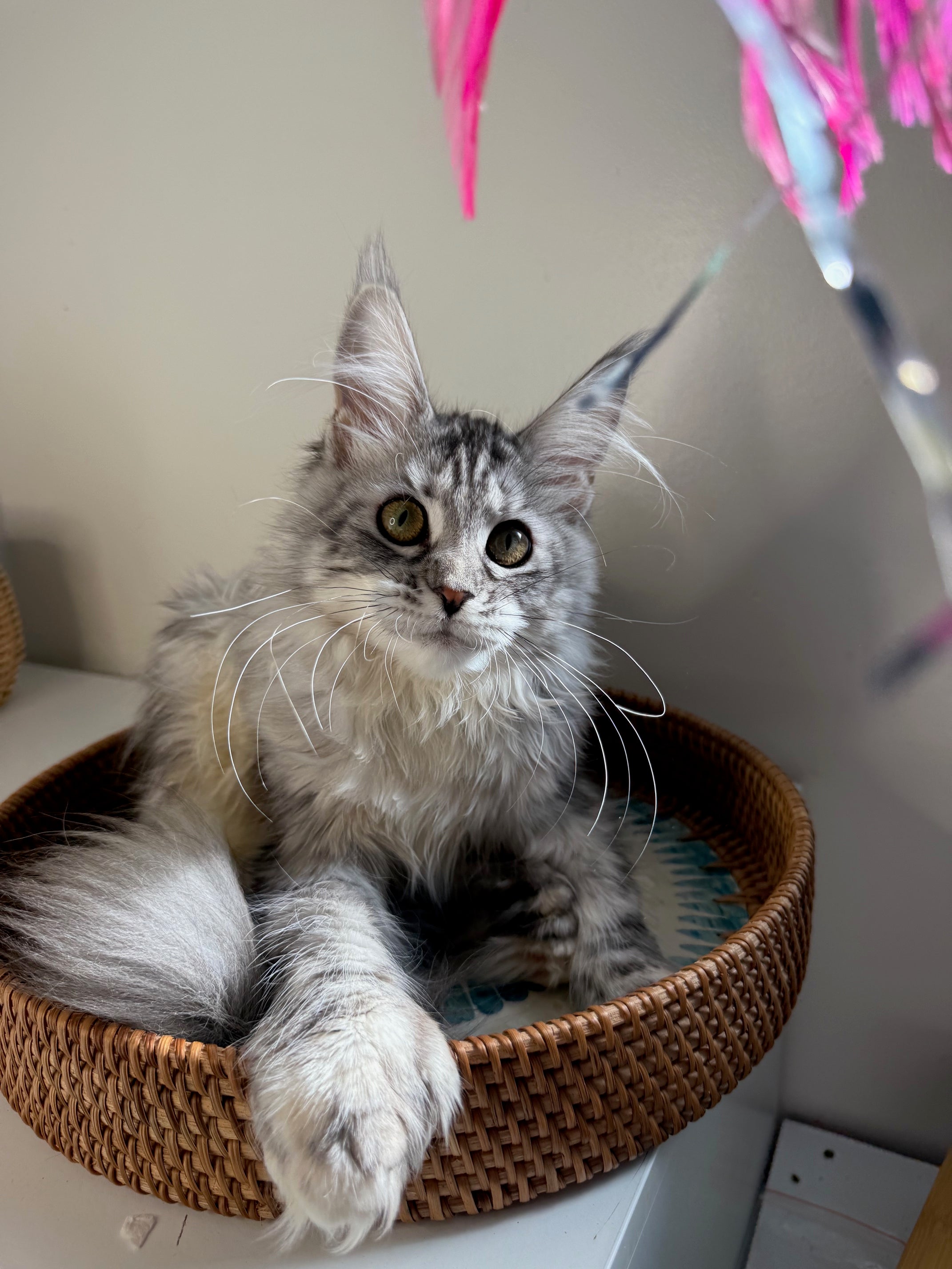 Black Silver Maine Coon Polydactyl female / Located in Ottawa area