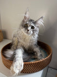 Load image into Gallery viewer, Black Silver Maine Coon Polydactyl female / Located in Ottawa area
