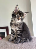 Load image into Gallery viewer, Black Marble Maine Coon female/ Located in Ottawa area Barrhven
