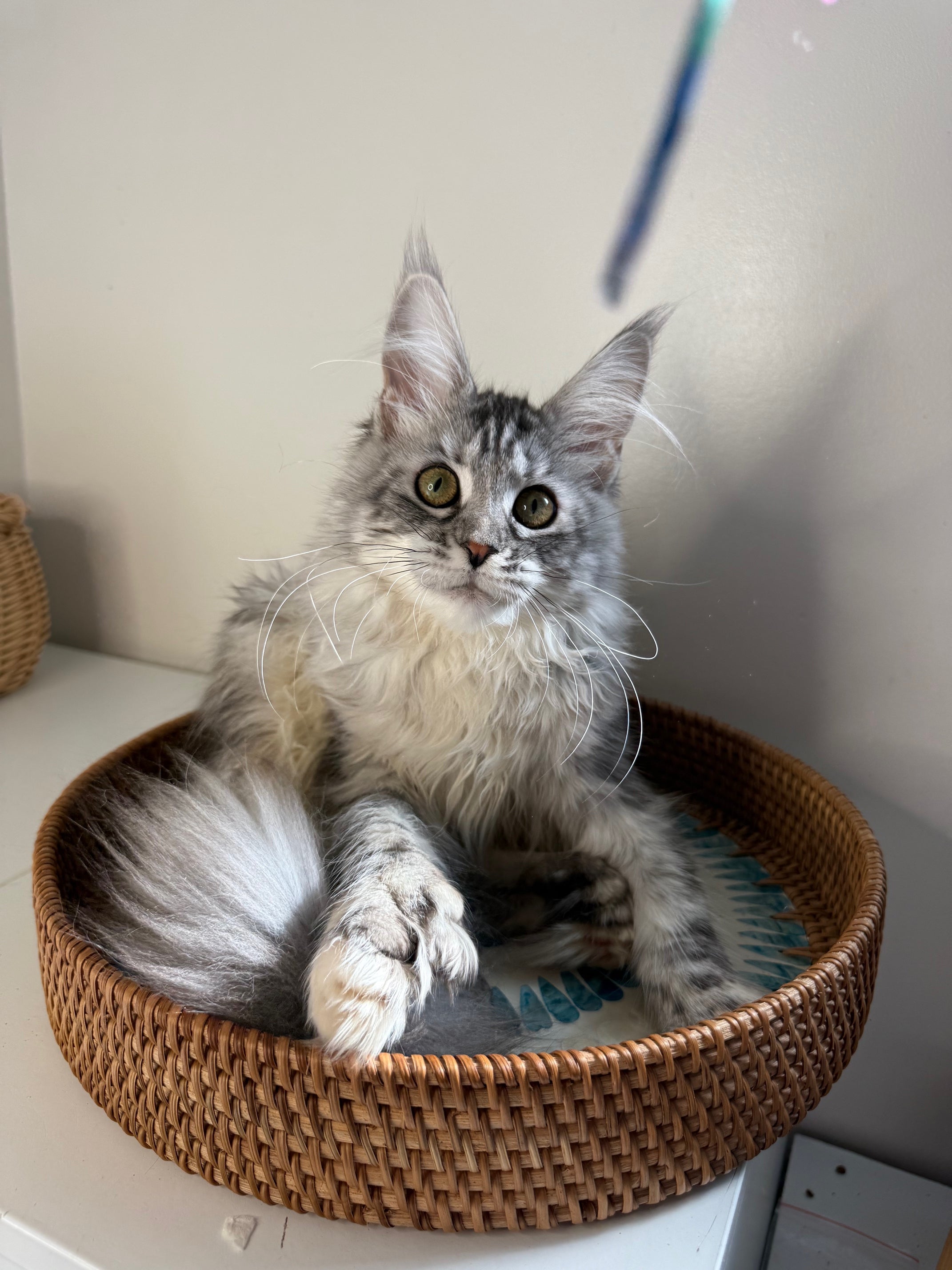 Black Silver Maine Coon Polydactyl female / Located in Ottawa area
