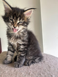 Load image into Gallery viewer, Black Marble Maine Coon female/ Located in Ottawa area Barrhven
