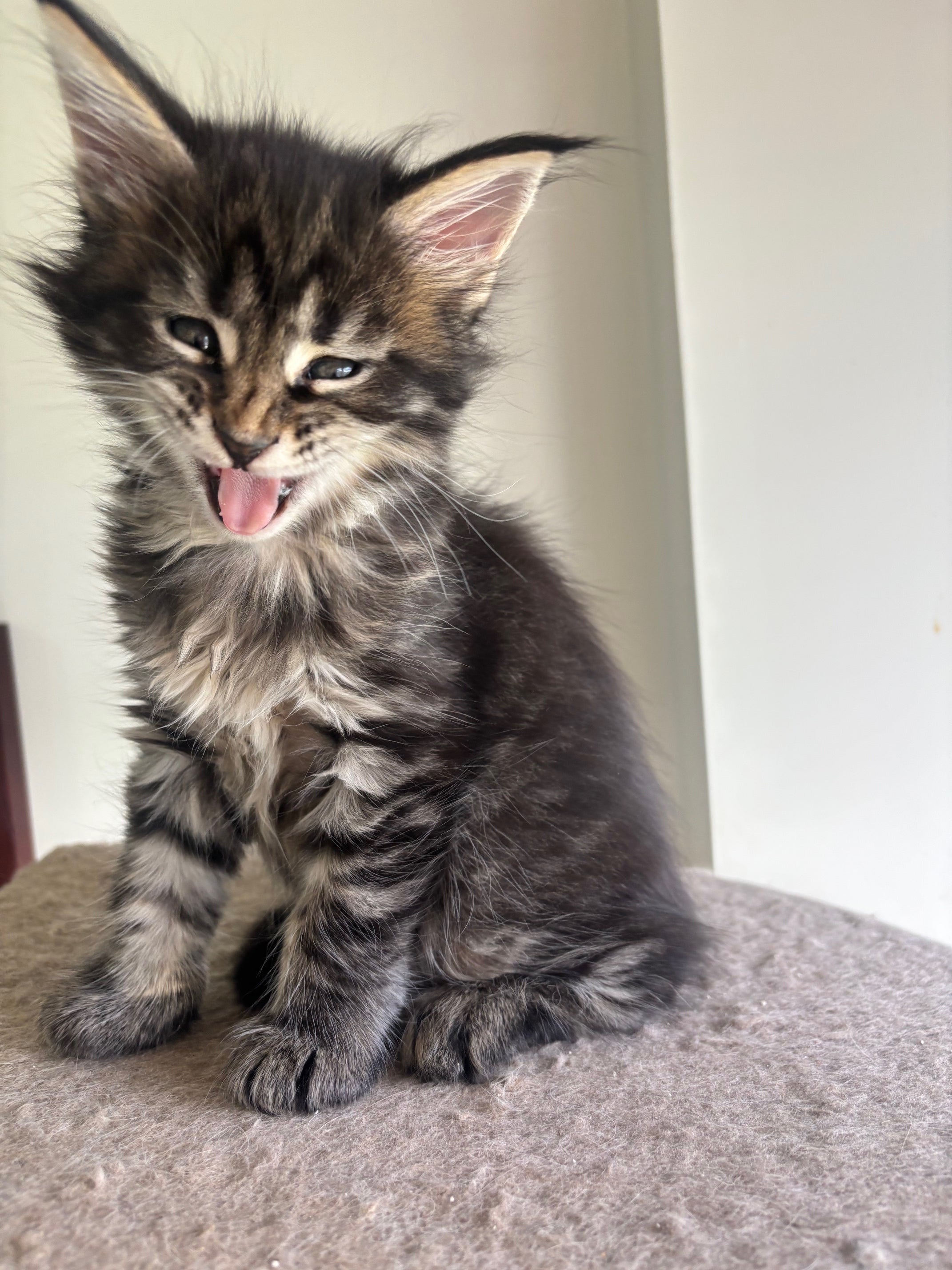 Black Marble Maine Coon female/ Located in Ottawa area Barrhven