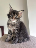 Load image into Gallery viewer, Black Marble Maine Coon female/ Located in Ottawa area Barrhven
