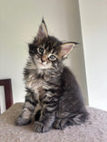 Load image into Gallery viewer, Black Marble Maine Coon female/ Located in Ottawa area Barrhven
