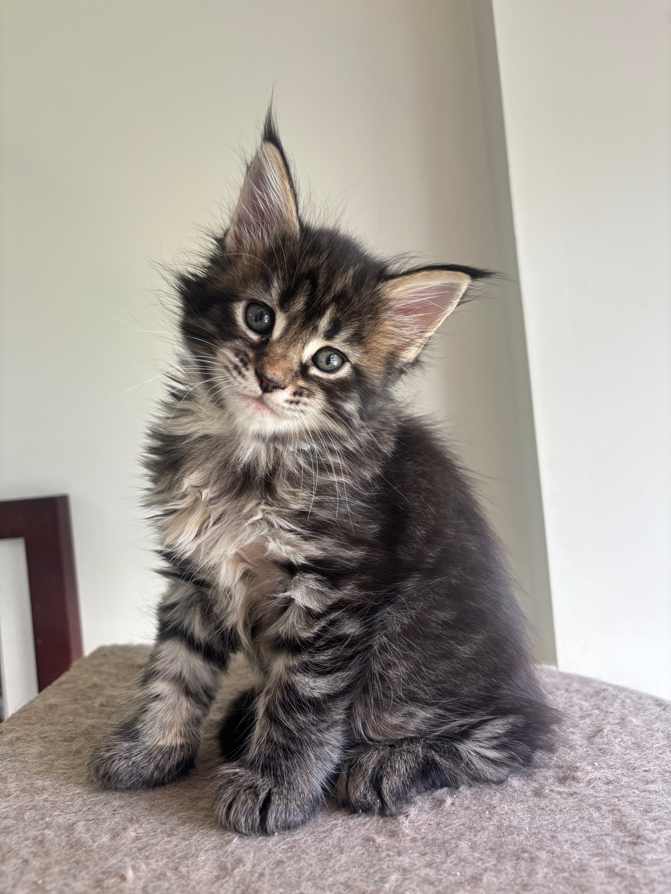 Black Marble Maine Coon female/ Located in Ottawa area Barrhven