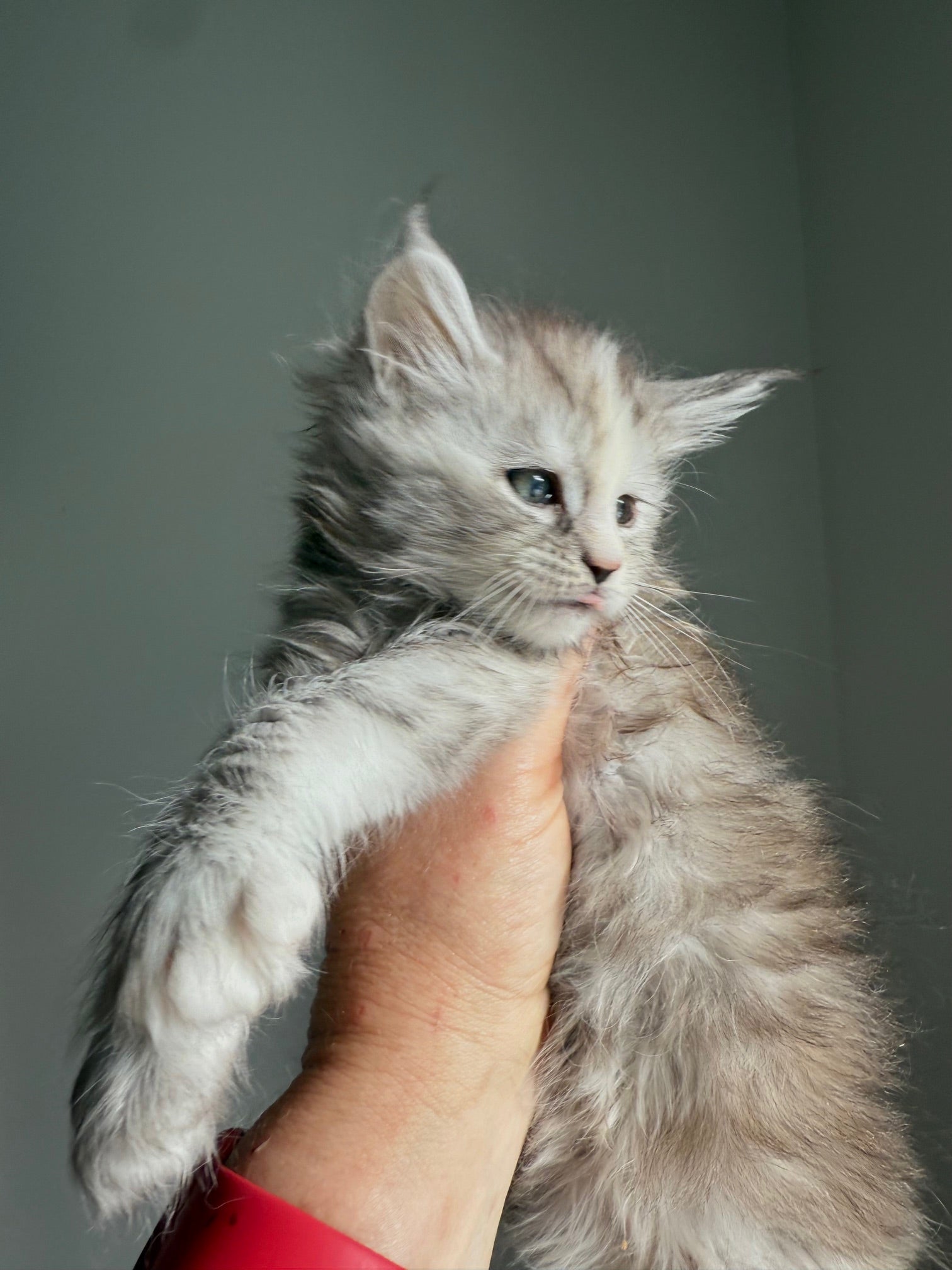 Silver Tortie Maine Coon female / Located in Ottawa area